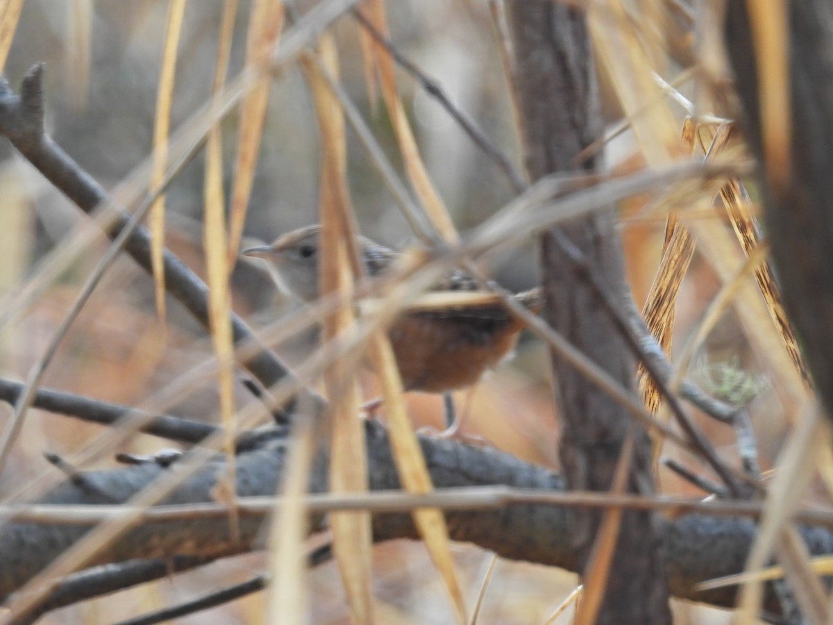 Sedge Wren - ML614618248