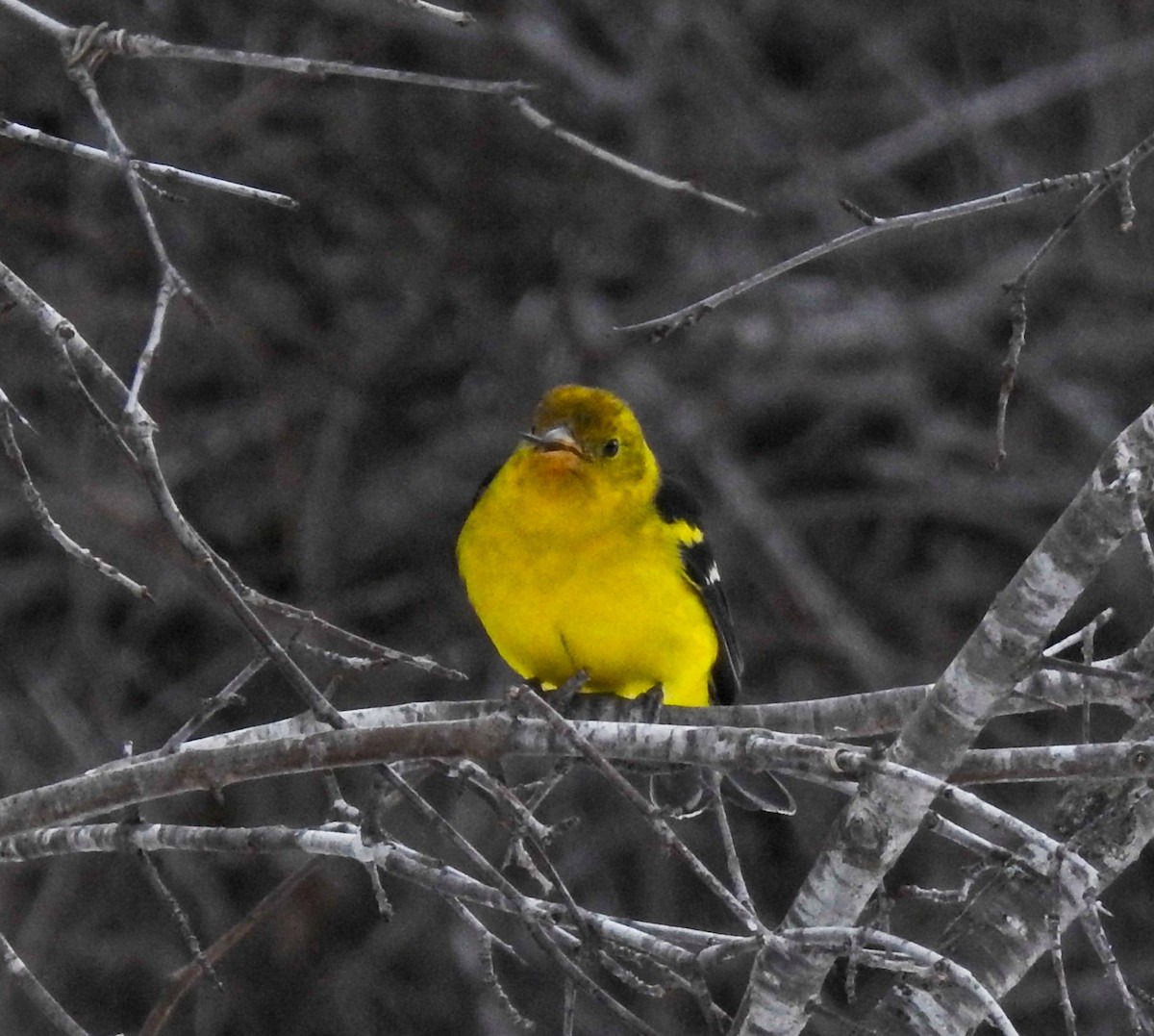 Western Tanager - ML614618306