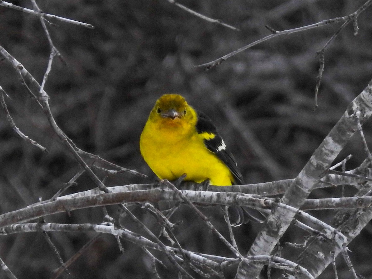 Western Tanager - ML614618307