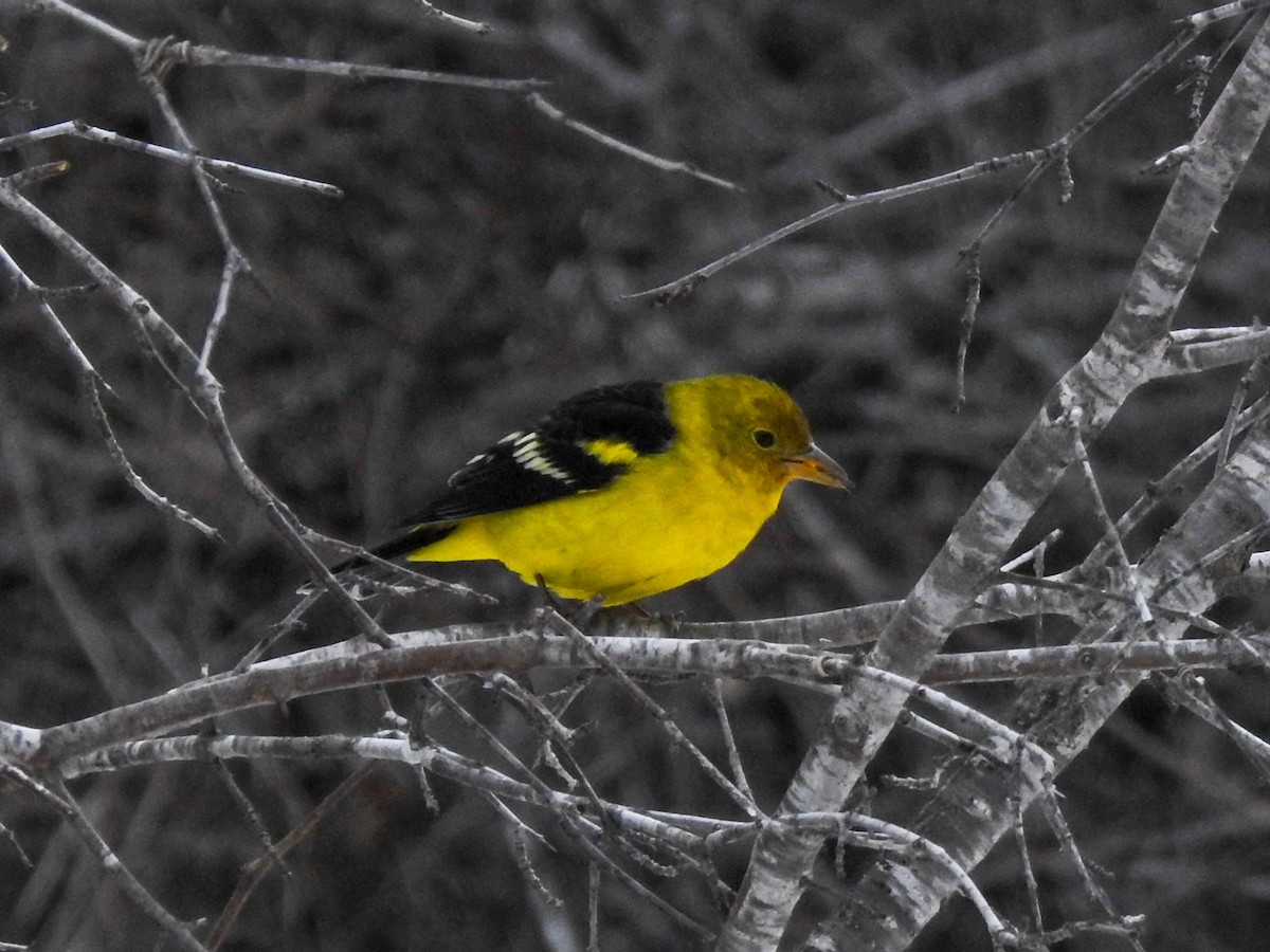 Western Tanager - ML614618309