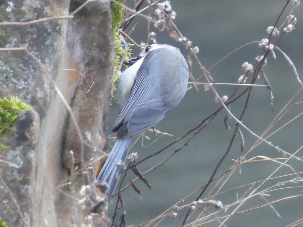 Tufted Titmouse - ML614618327