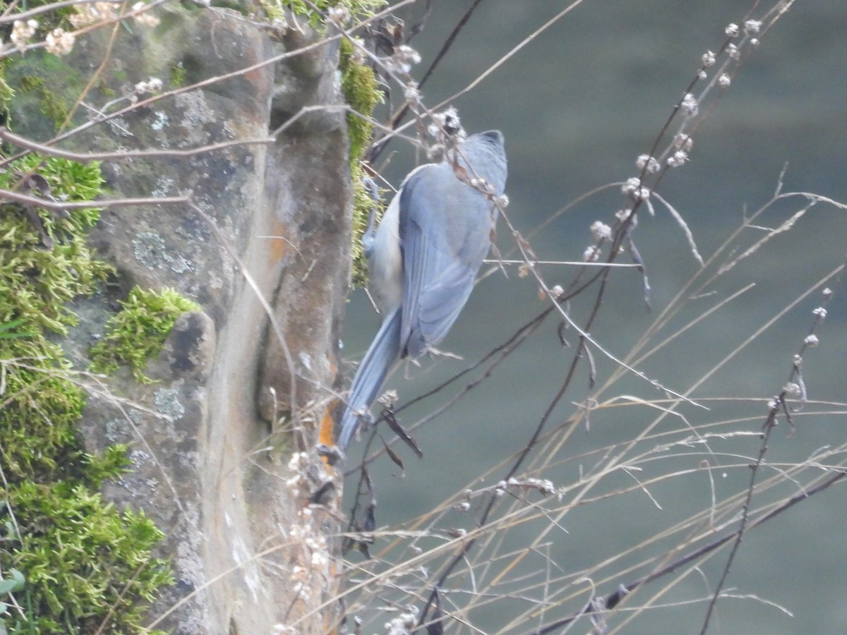 Tufted Titmouse - ML614618329