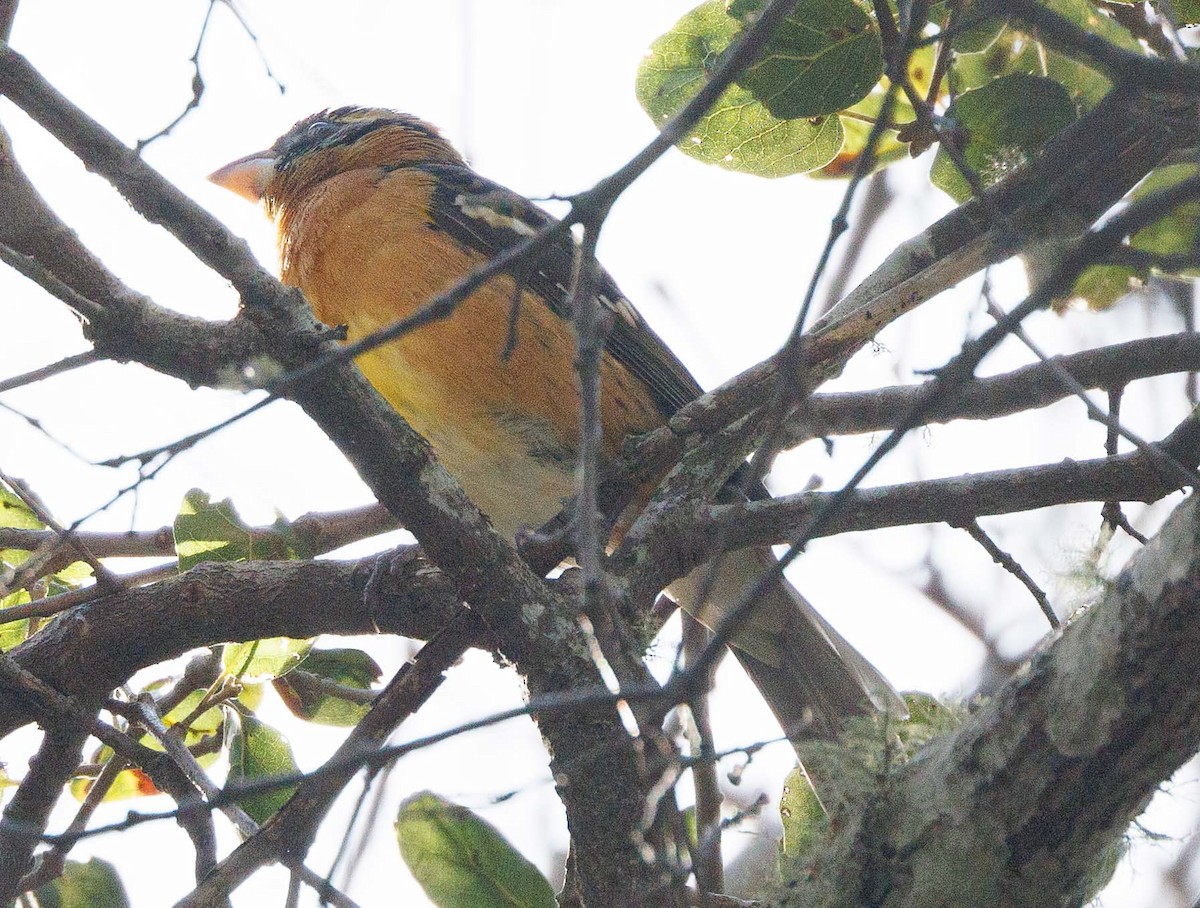 Black-headed Grosbeak - ML614618378