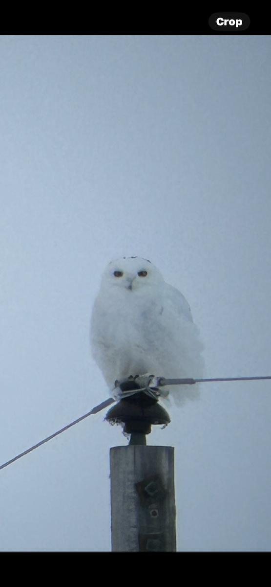 Snowy Owl - ML614618379
