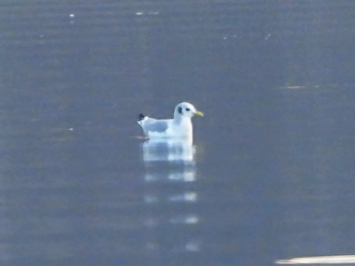 三趾鷗 - ML614618383