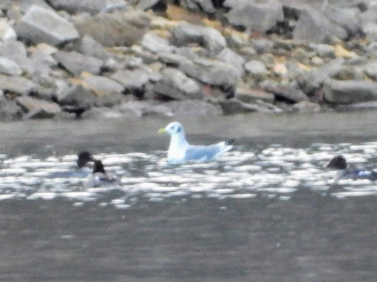 三趾鷗 - ML614618385