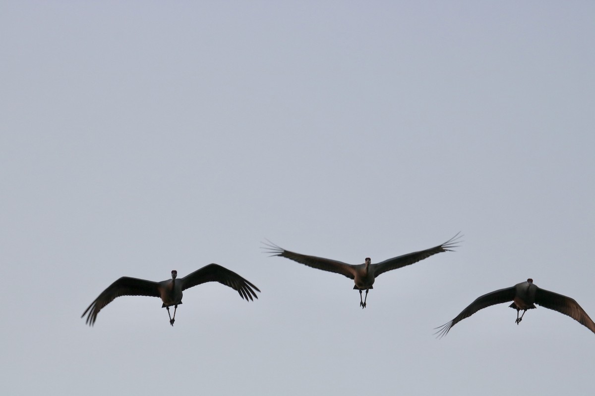 jeřáb kanadský - ML614618447