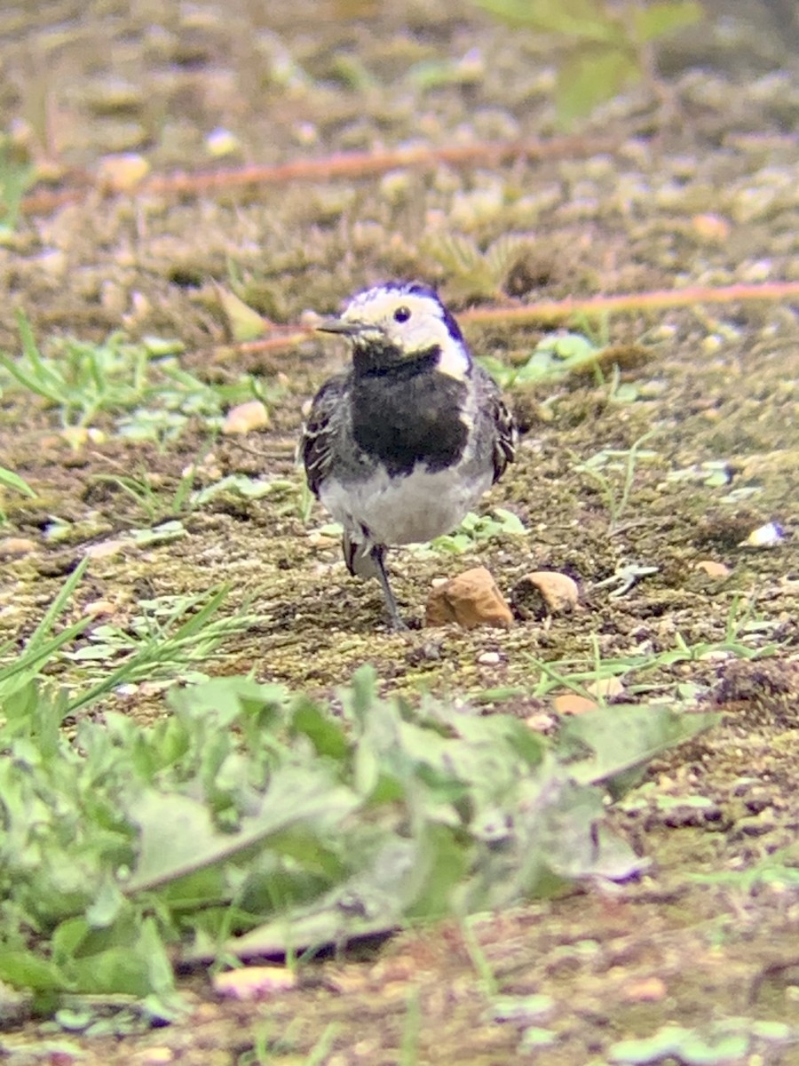 White Wagtail - ML614618471