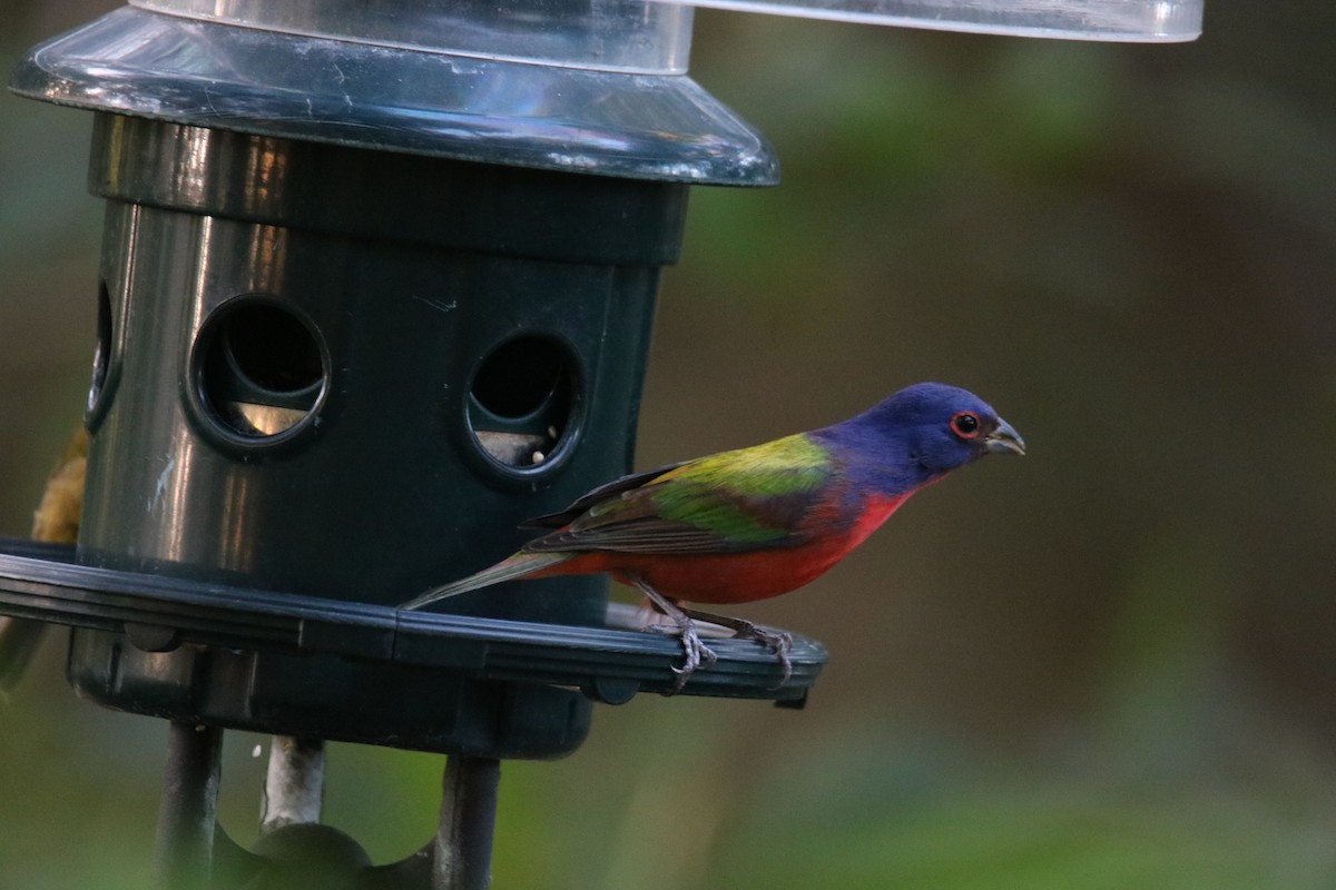 papežík zelenohřbetý - ML614618474