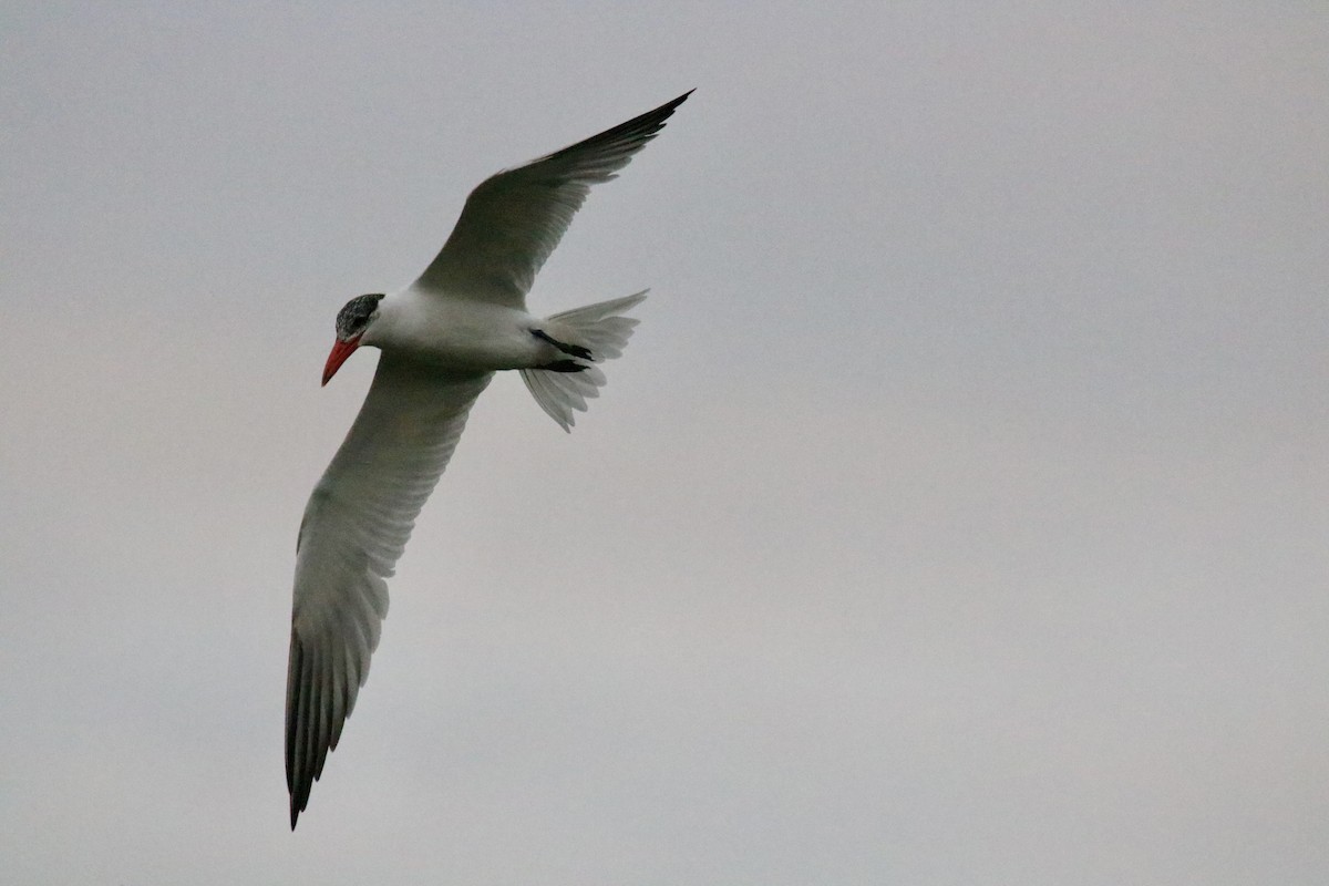 rybák velkozobý - ML614618511