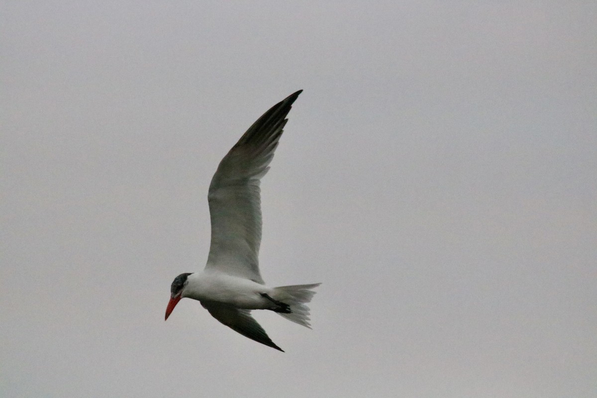 rybák velkozobý - ML614618512