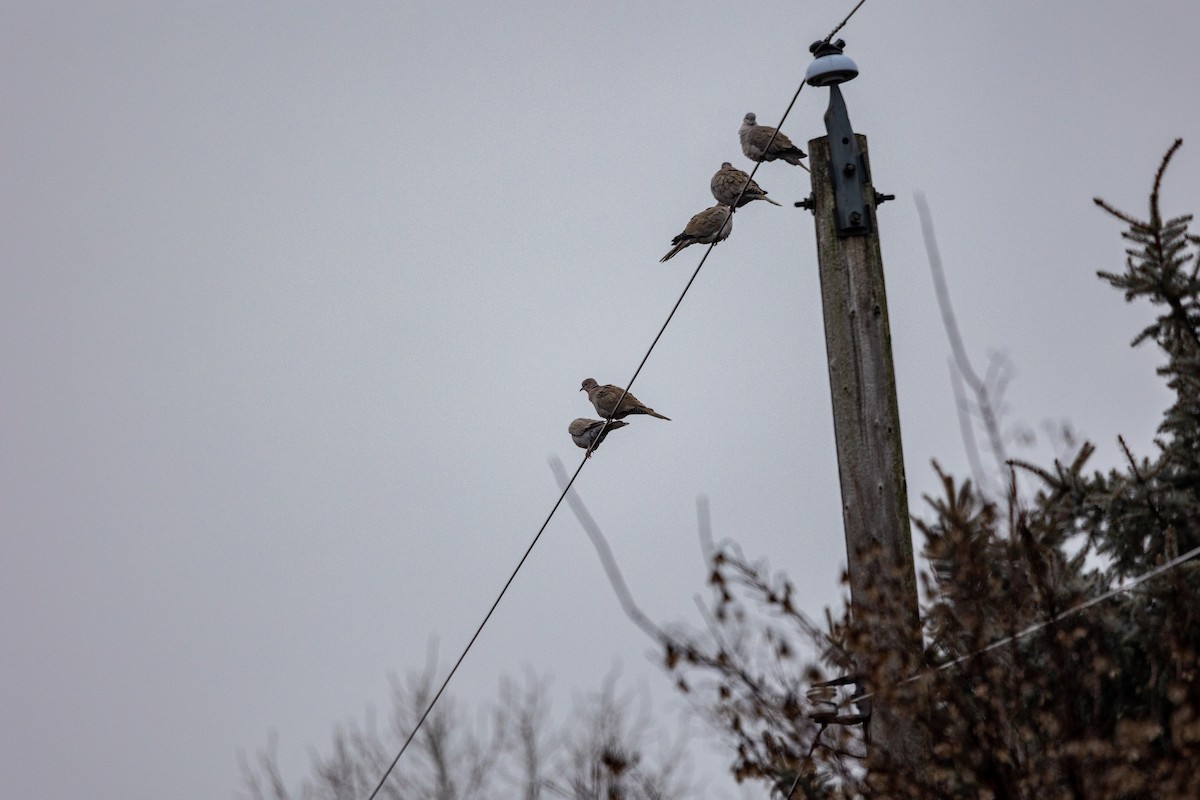 Tortora dal collare - ML614618514