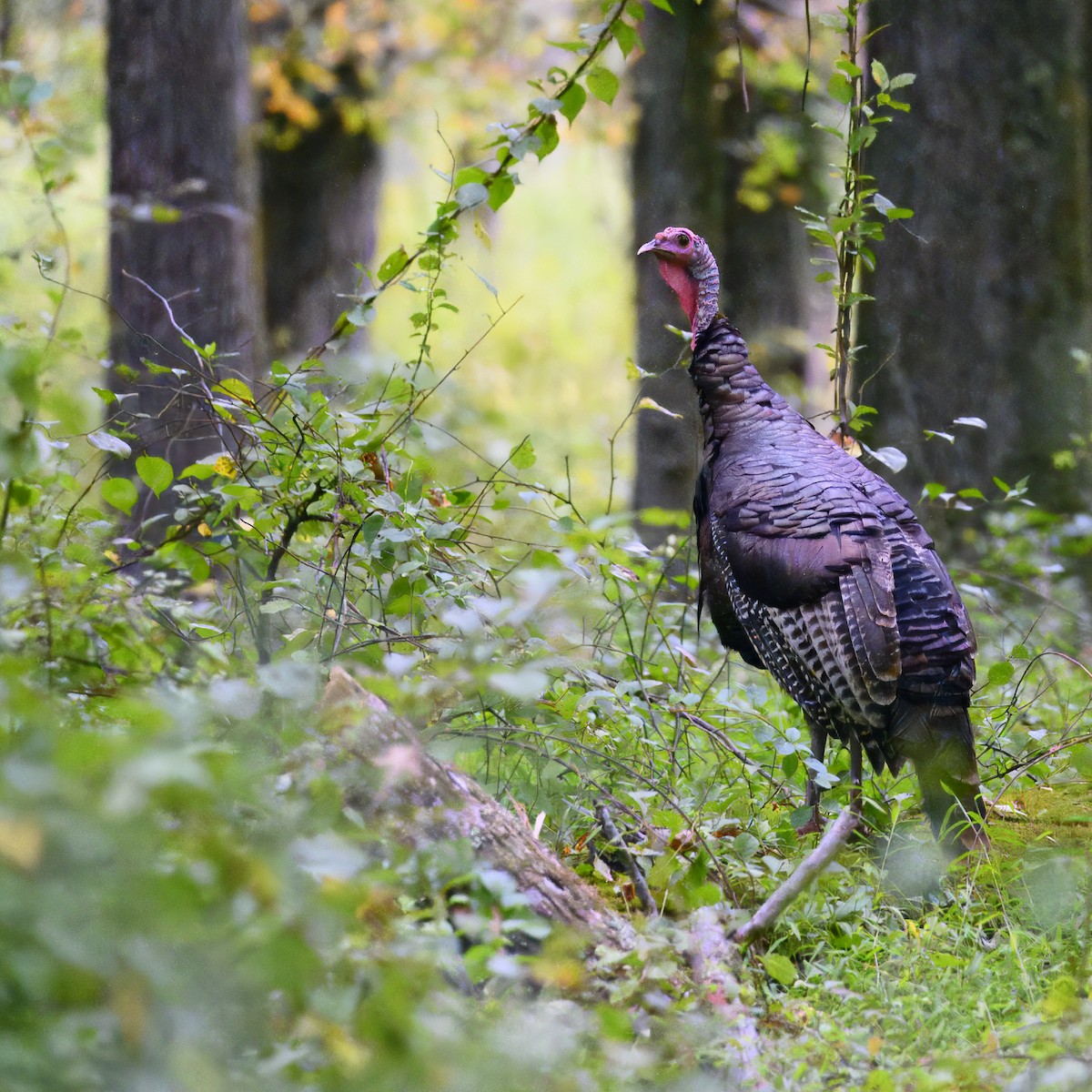 Wild Turkey - ML614618530