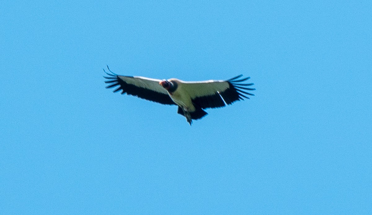 King Vulture - Lynn    <')))< Salmon