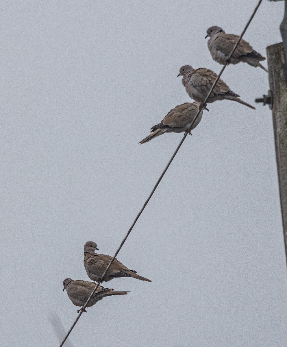 Tortora dal collare - ML614618532