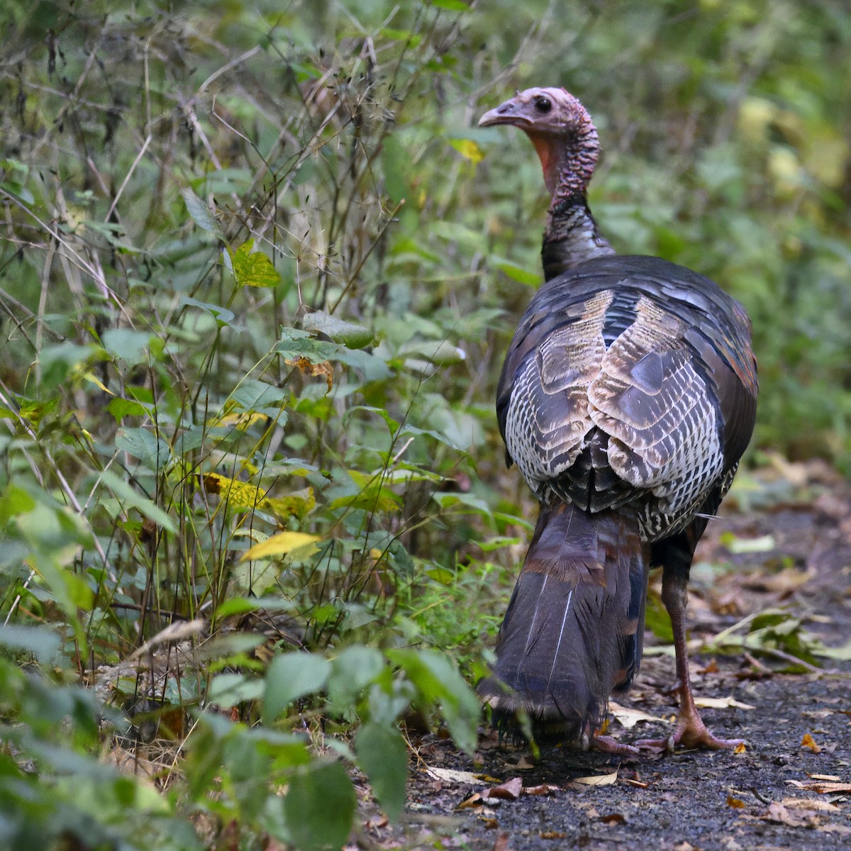 Wild Turkey - ML614618533