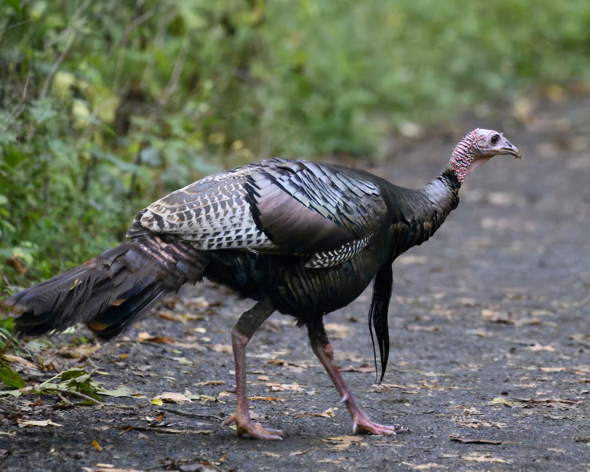 Wild Turkey - ML614618534