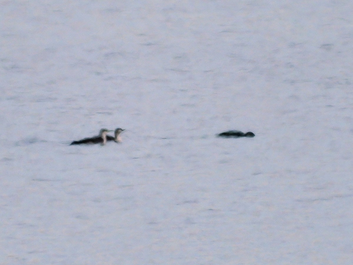 紅喉潛鳥 - ML614618569