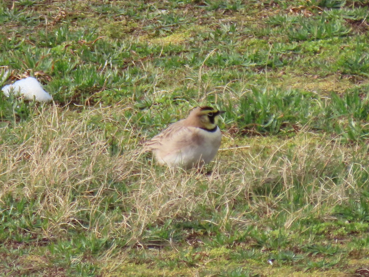 Horned Lark - Nancy Stotz