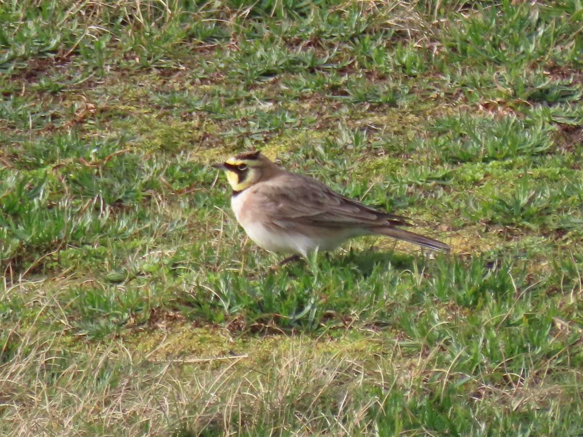 Horned Lark - ML614618597