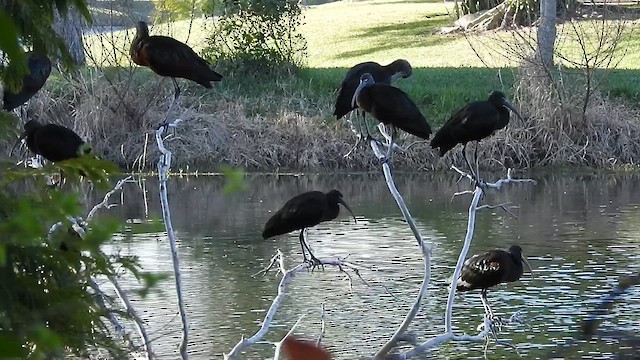 Glossy Ibis - ML614618647