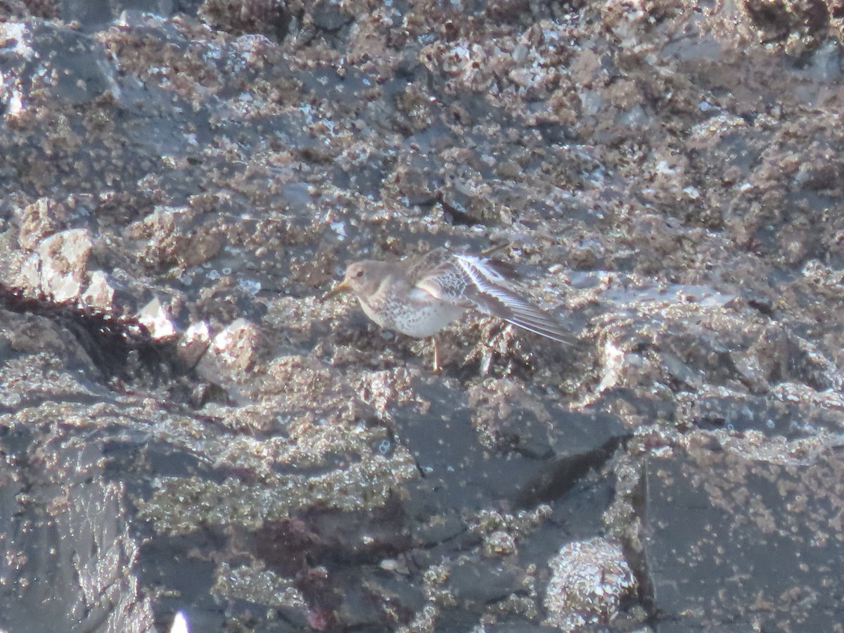 Rock Sandpiper - ML614618658