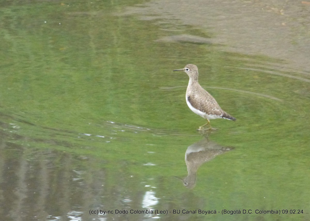 Solitary Sandpiper - ML614618659