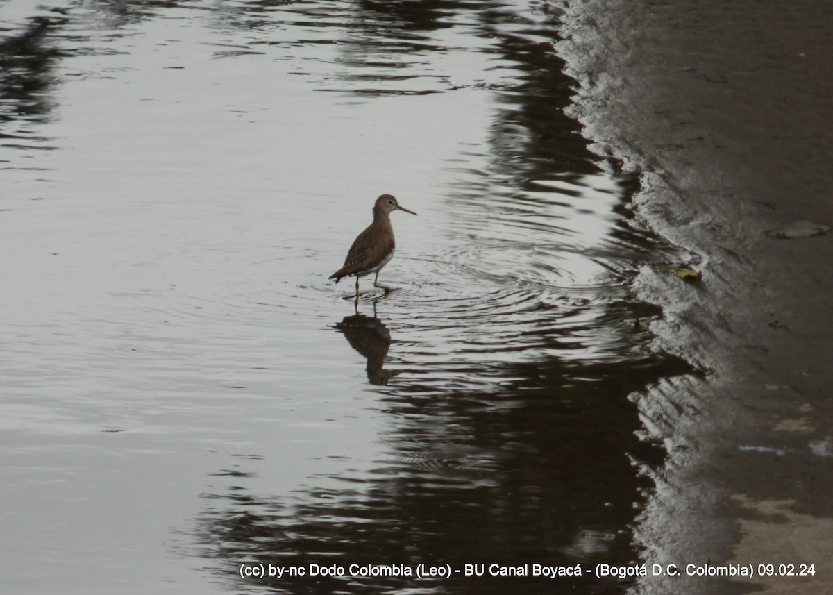 Solitary Sandpiper - ML614618660