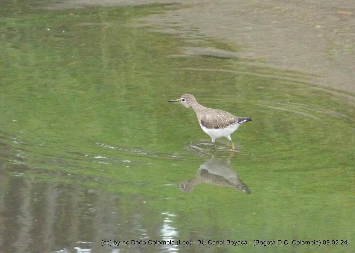 Solitary Sandpiper - ML614618661