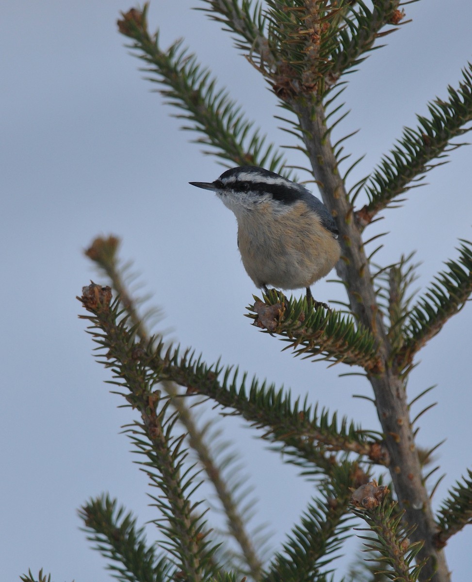 Red-breasted Nuthatch - ML614618663