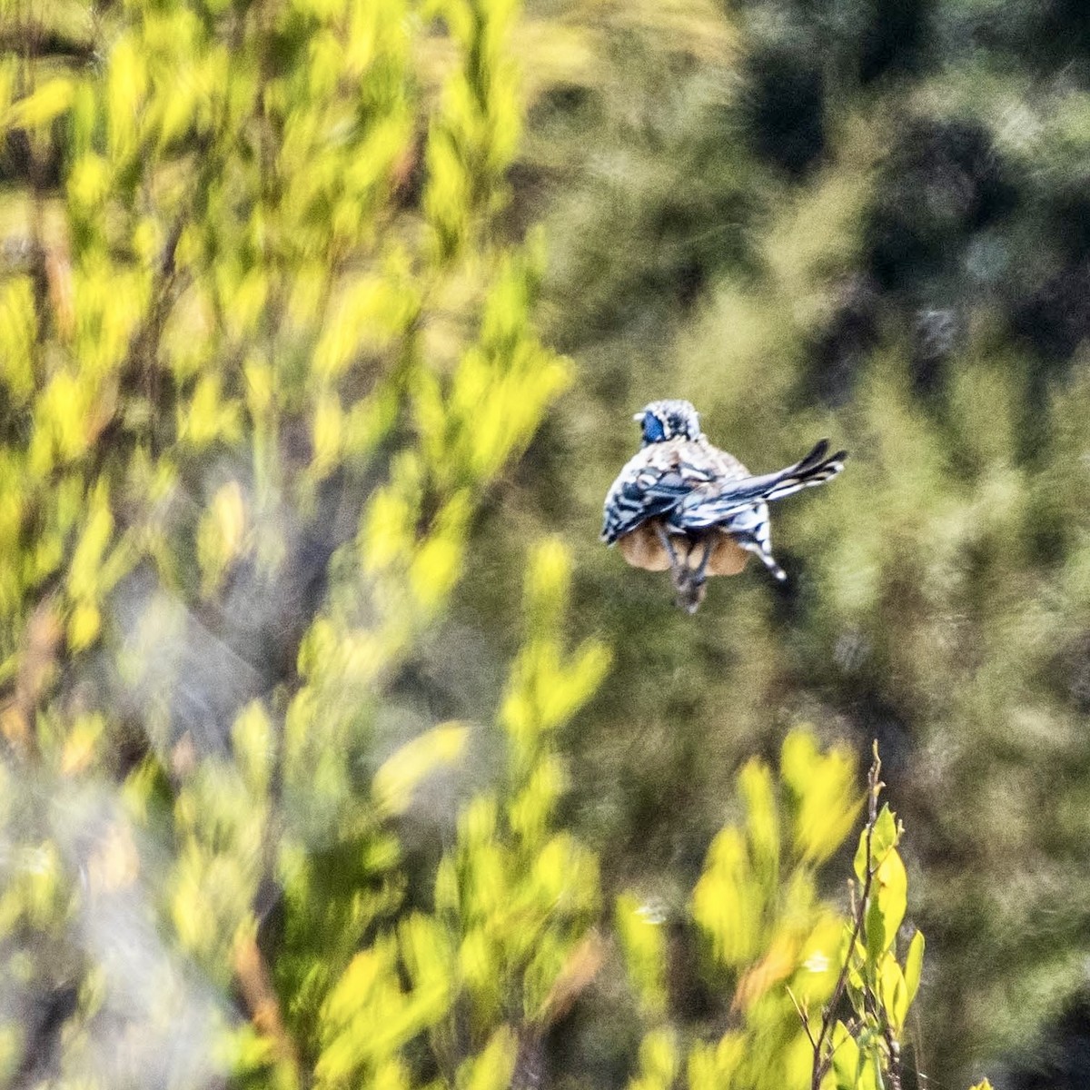 Lesser Roadrunner - ML614618711