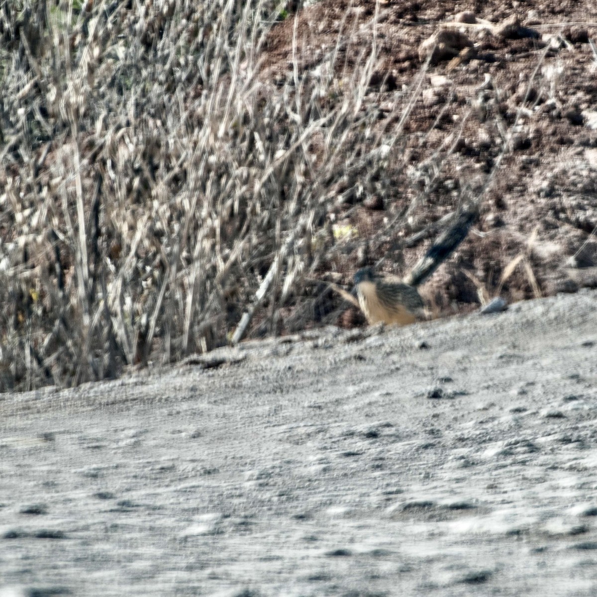 Lesser Roadrunner - ML614618718