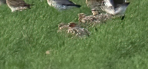 Pin-tailed Sandgrouse - ML614618750