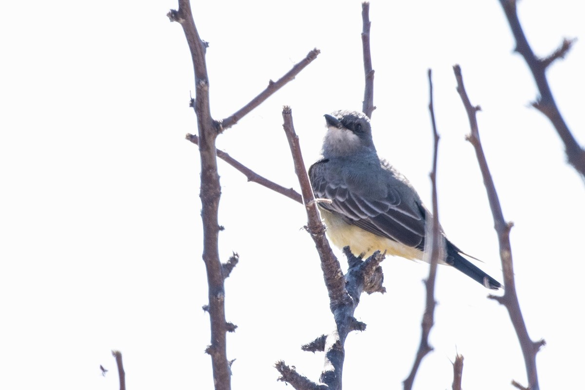 Cassin's Kingbird - Gayle Bachert