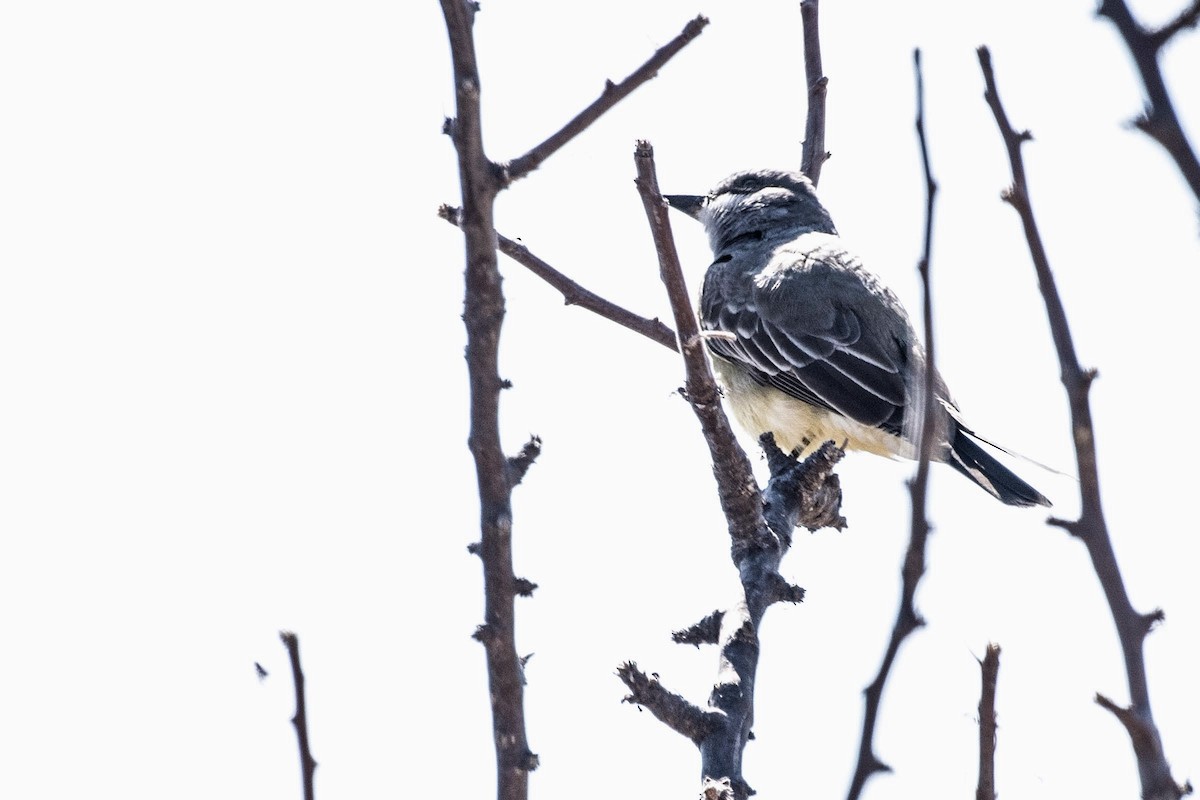 Cassin's Kingbird - ML614618847