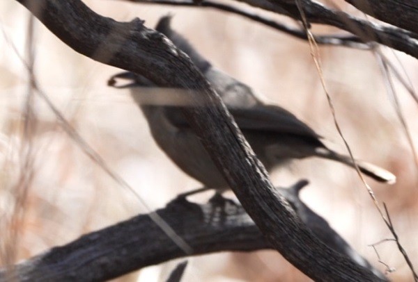 Juniper Titmouse - Joshua Stewart