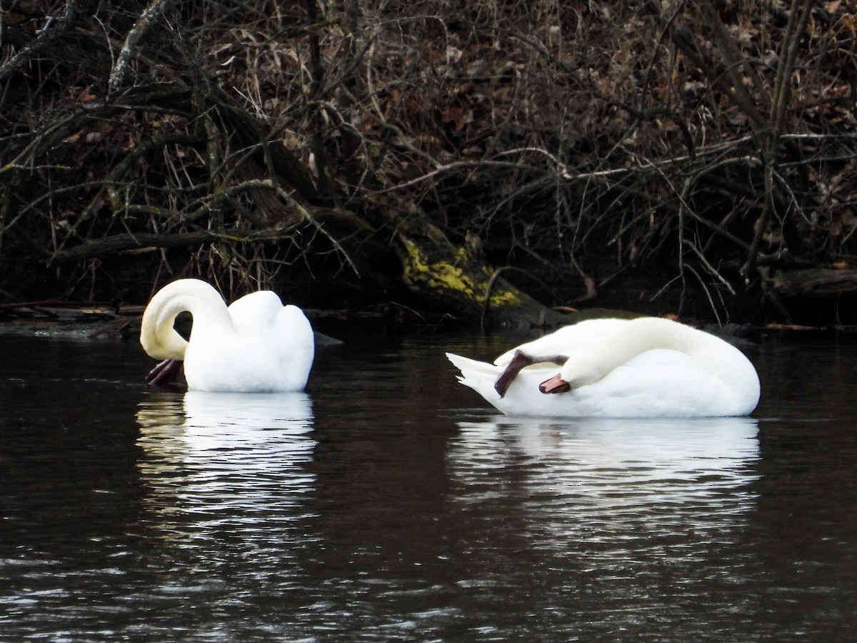 Cygne tuberculé - ML614619228