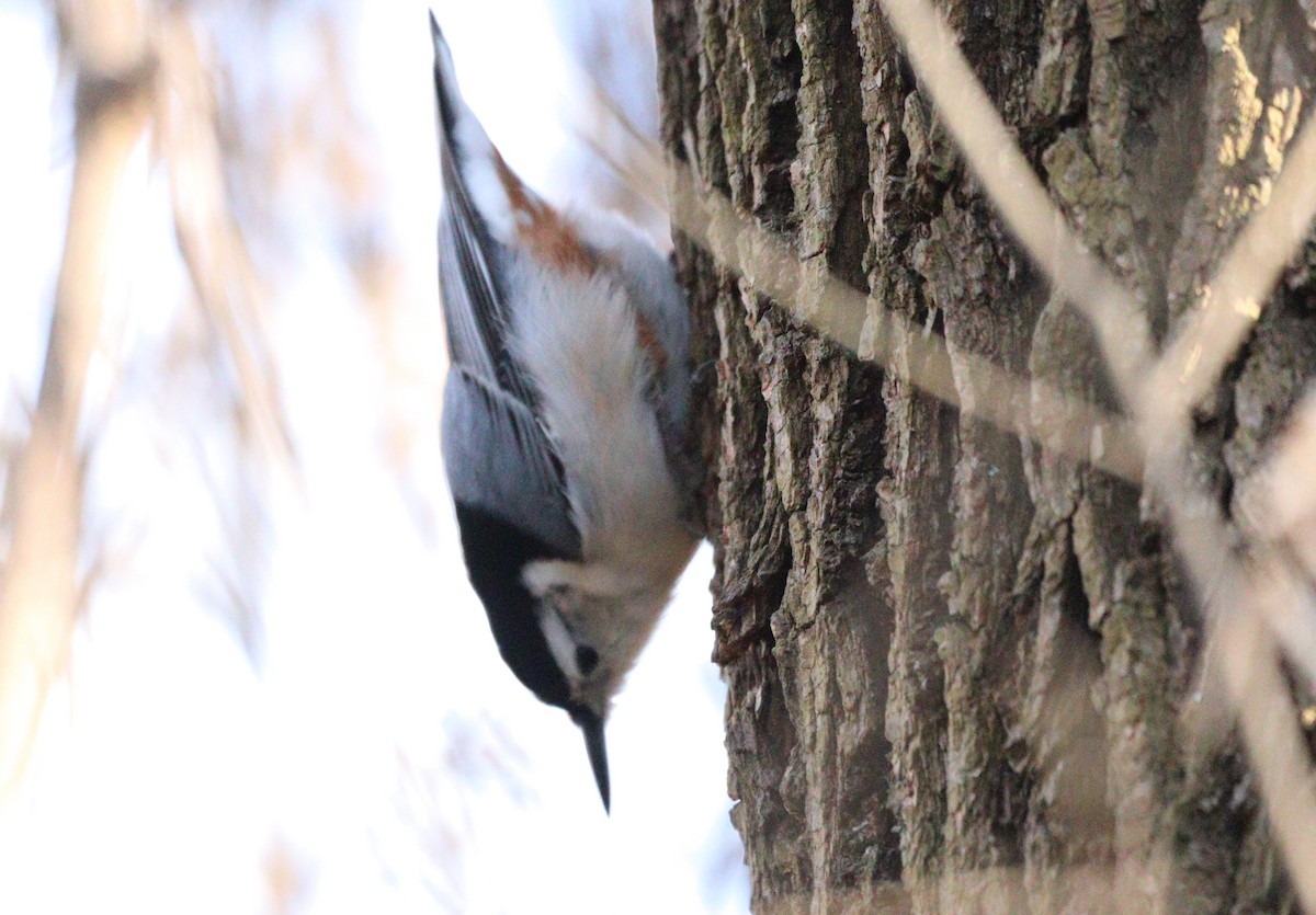 White-breasted Nuthatch - ML614619244