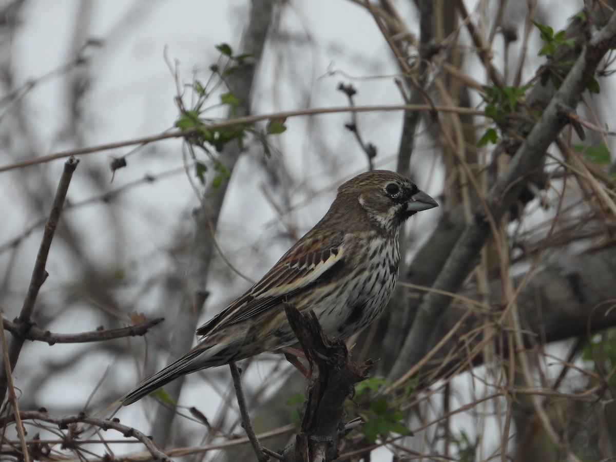 Lark Bunting - ML614619320