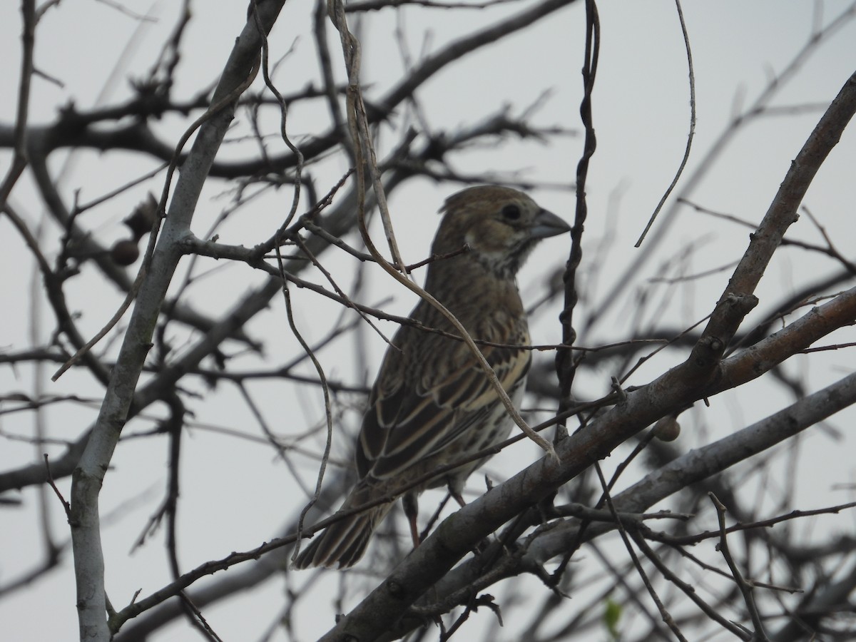 Lark Bunting - ML614619321