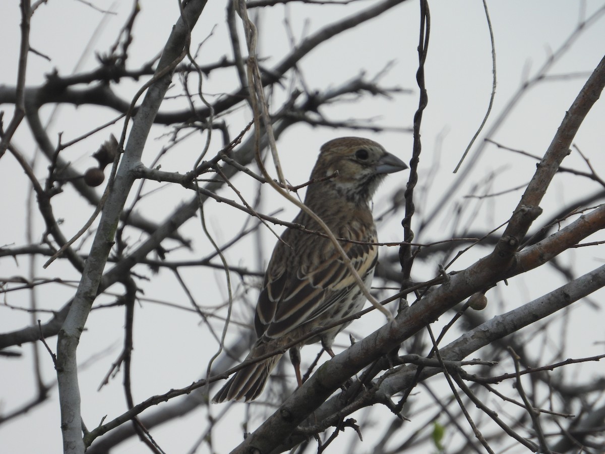 Lark Bunting - ML614619348