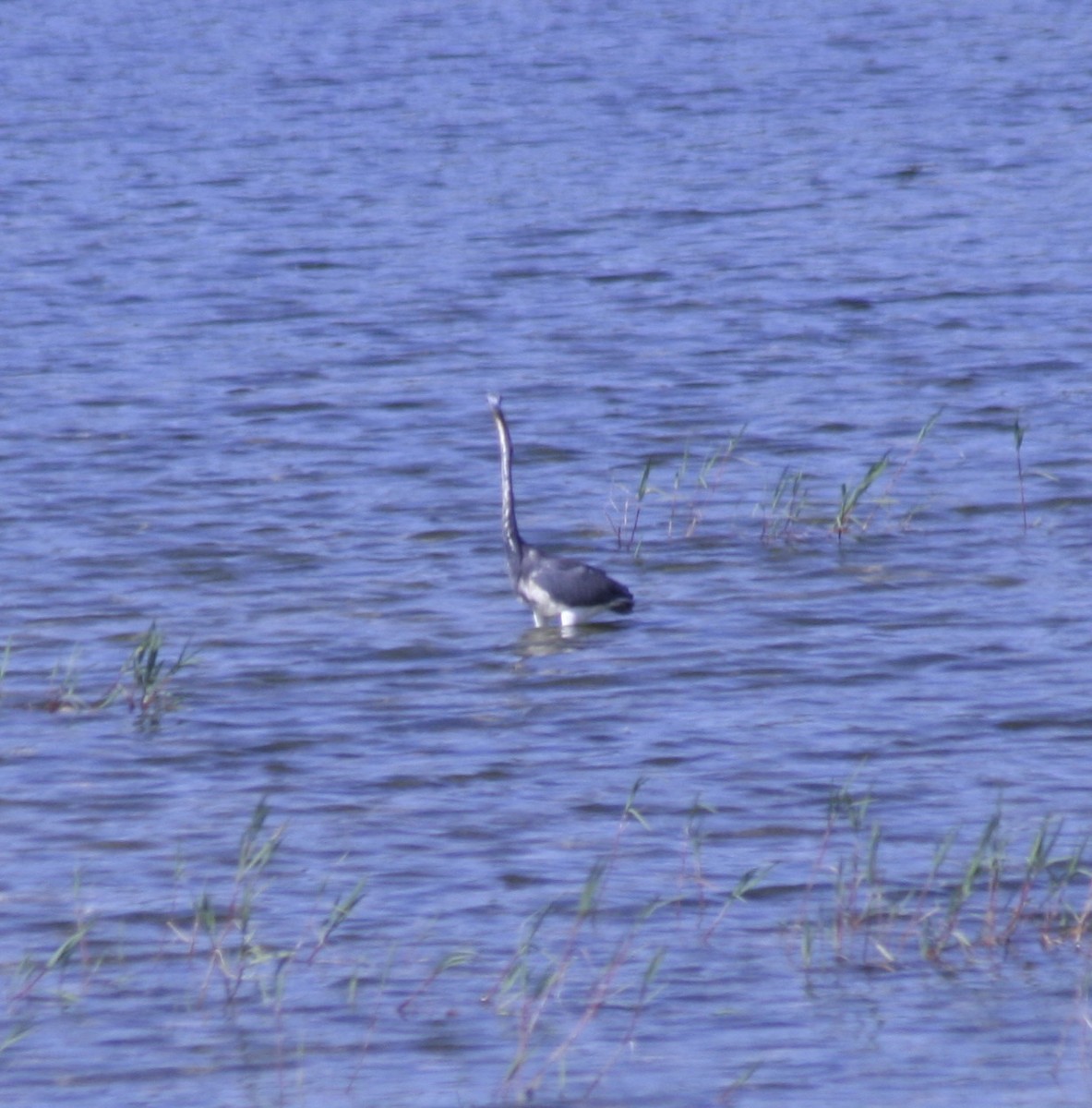 Tricolored Heron - ML61461941