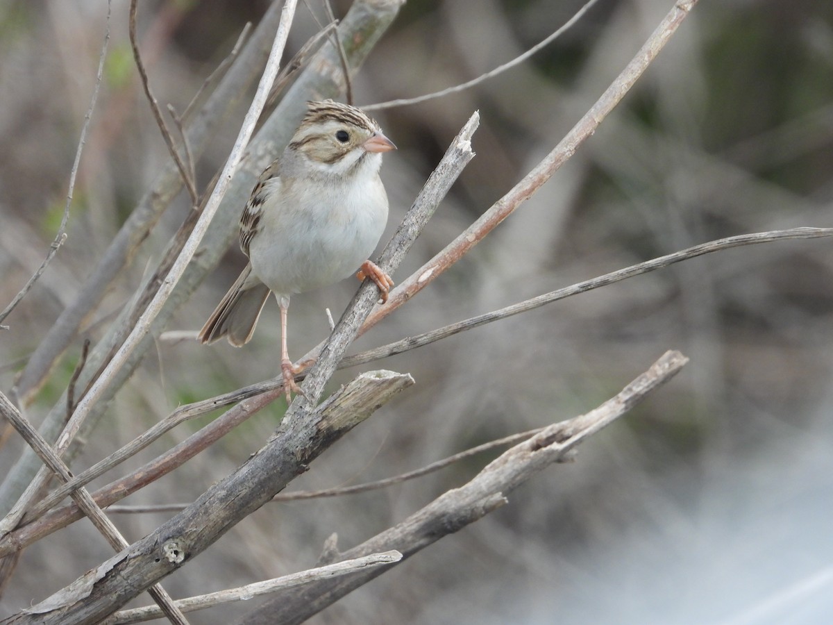 Clay-colored Sparrow - ML614619437