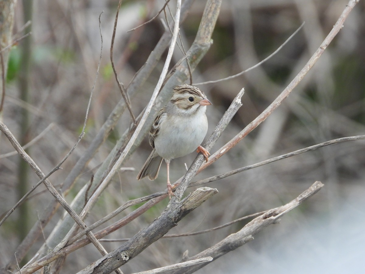 Clay-colored Sparrow - ML614619441