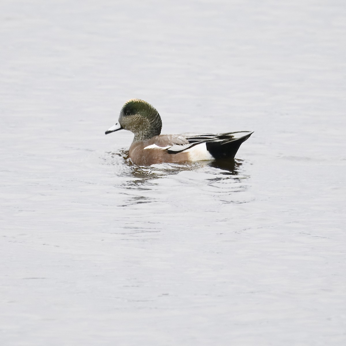 American Wigeon - ML614619513