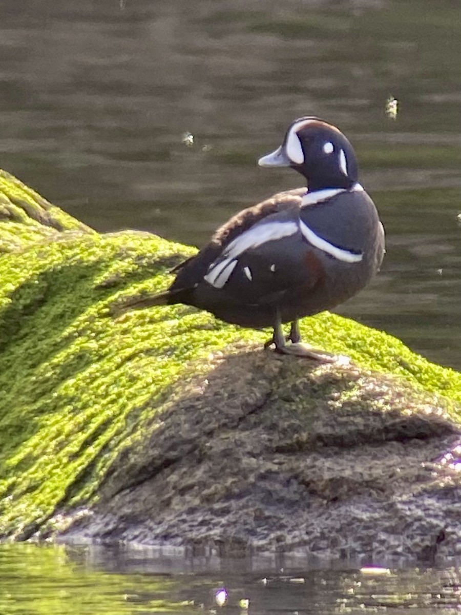 Harlequin Duck - ML614619523