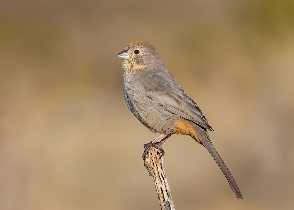 Canyon Towhee - ML614619648