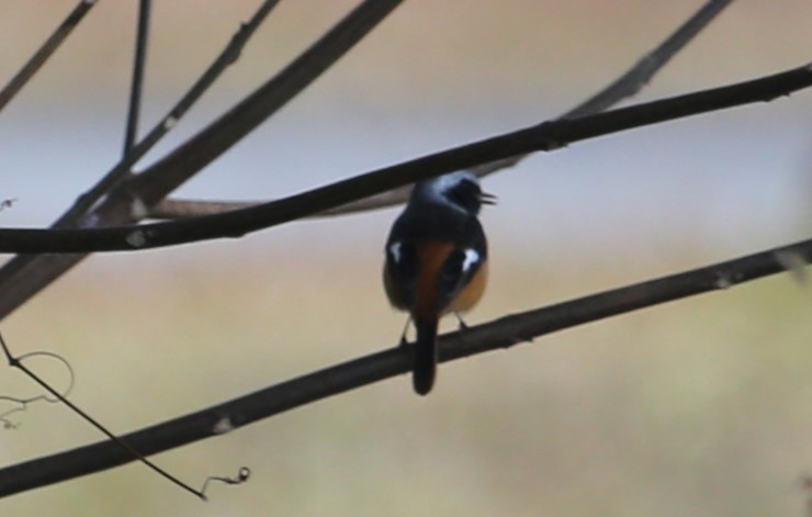 Daurian Redstart - ML614619654