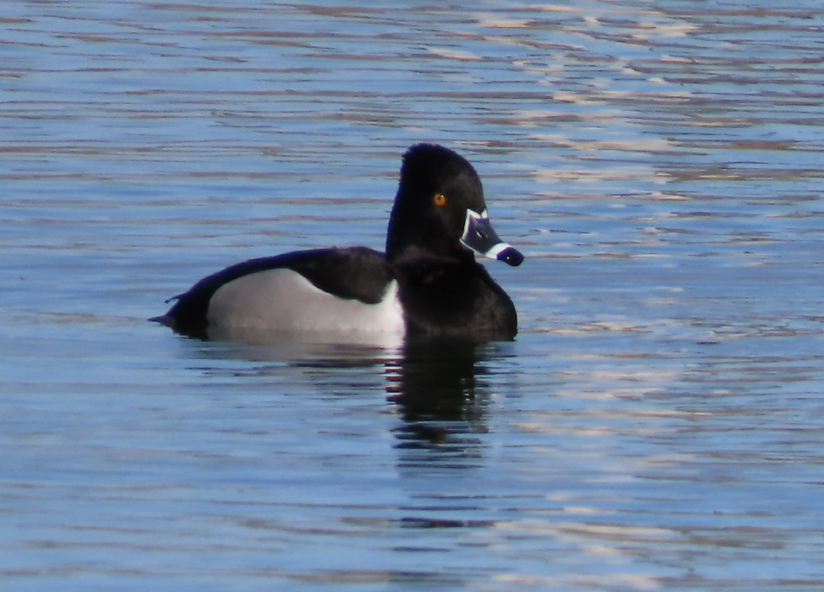 Ring-necked Duck - ML614619661