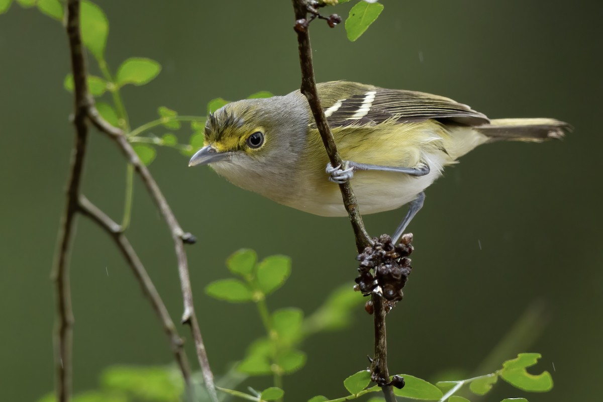 White-eyed Vireo - ML614619695